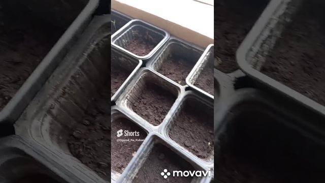 ВСХОДЫ ТОМАТОВ ДЛЯ ШКОЛЬНОЙ ТЕПЛИЦЫ. ОГОРОД НА КУБАНИ. shorts# смотреть онлайн