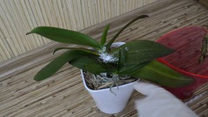 ОРХИДЕИ спасаем!!!! Желтеют листья орхидеи и сохнут корни после...