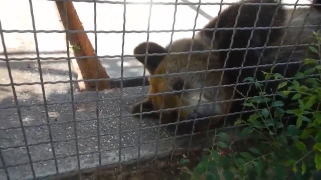 Дружная семья бурых медведей! смотреть онлайн