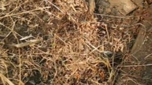 Металлоискатель Кощей и новые находки.