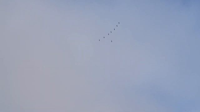 Ловля птиц (Серые снегири/Клесты еловики/Щуры/Синицы московки) смотреть онлайн