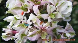Флокс метельчатый Пур Филингз (phlox paniculata) ? обзор: как сажать, рассада флокса Пур Филингз