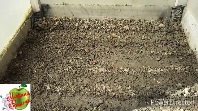 Посев томатов в холодный парник