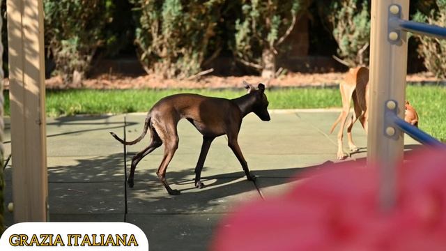 Питомник левреток. Щенок левретки, нежнейшая и умнейшая девочка ждёт свою семью? смотреть онлайн