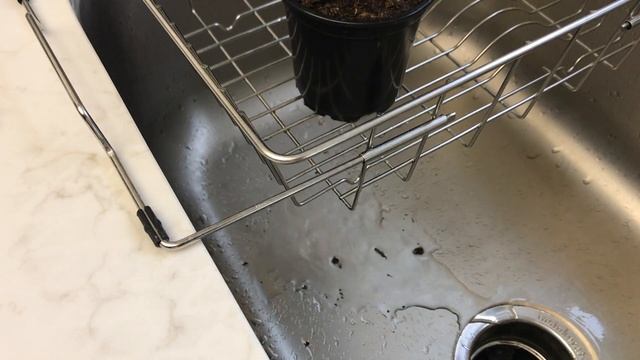 Calathea White Star Care: Seven Tips смотреть онлайн