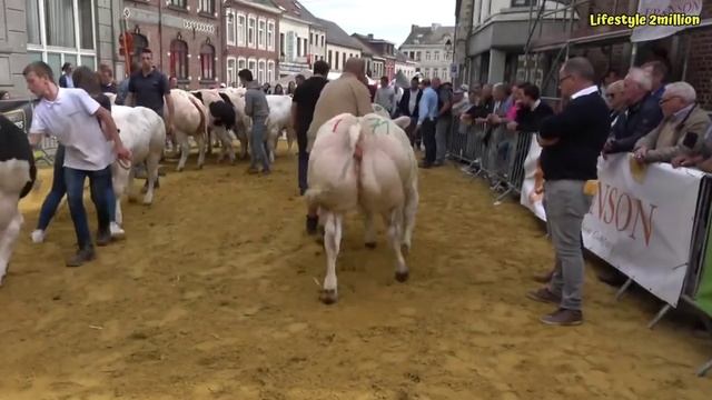 ১০ দেশের সেরা ১০ টি গরু | Bulls | Cattle | Kurbani Big Cow | Hero Alom | Lifestyle 2million смотреть онлайн