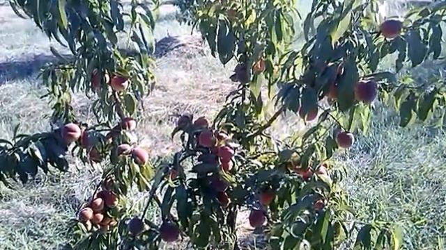 Персик. Золотая Москва.05.08.17 смотреть онлайн