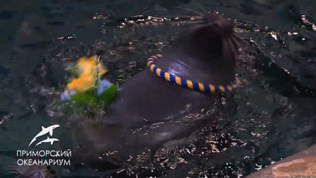 День рождения байкальских нерп смотреть онлайн