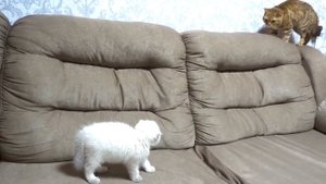 Первая встреча. Знакомство котенка с взрослыми котами.