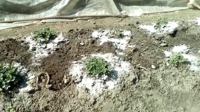 Подкормка клубники (перегной и зола). 07.05