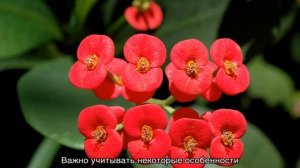 Цветок эуфорбия (Euphorbia) — как ухаживать?