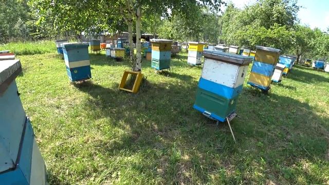 Как избежать потравы пчёл? Обработка Рапса смотреть онлайн