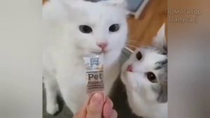 Говорящие коты! Лучшая подборка #27