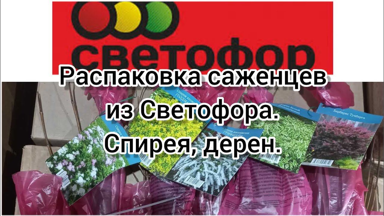 Распаковка саженцев из Светофора. Дерен, спирея.