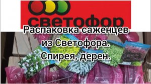 Распаковка саженцев из Светофора. Дерен, спирея.