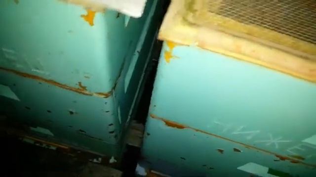 30 01 2021 Не омшаник, но лучше чем на воле Как зимуют пчелы в подполе смотреть онлайн