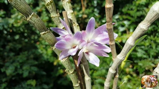 Dendrobium victoria reginae Jan19 смотреть онлайн