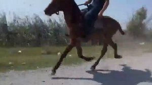 Yorga Atlar Yaguar (Berde) 1 yash 10 ay. Gonderdi Cehun