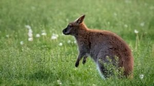 stock footage red necked bennett s wallaby macropus rufogriseus