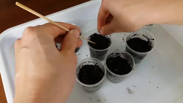 Аспарагус из семян