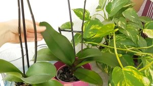 119. Орхидея МУЛЬТИФЛОРА на ТРИ цветоноса. Клеопатра, Чармер, Лас Вегас. Обзор всех ОРХИДЕЙ