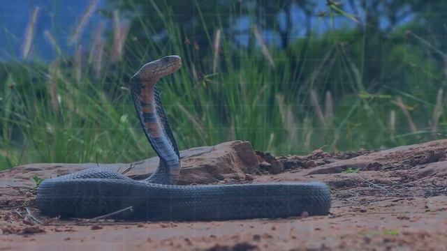 Они ВЕСОМ 2 кг, но дерутся со ЗМЕЯМИ как ЛЬВЫ! Как это возможно? смотреть онлайн