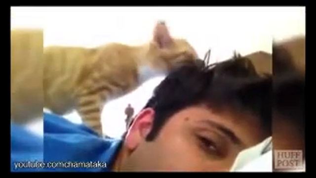 Лучшие приколы с кошками Кошки вместо будильника по утрам смотреть онлайн