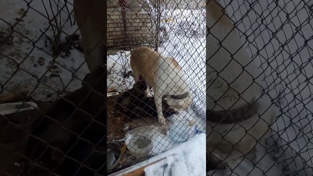 маленькие алабайчики 🐶!)🏙️📹🤗#санктпетербург #зима #люди #красота смотреть онлайн