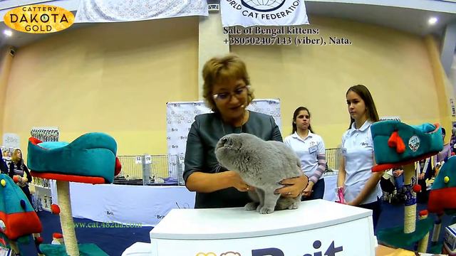 Dakota Gold, питомник бенгалов на выставке кошек, Харьков, декабрь, 2017, 14 Best, Взрослые, часть смотреть онлайн