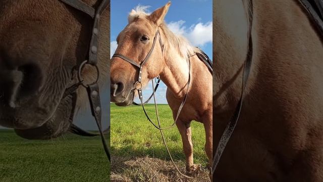 Аллах великий Лошадь спит стоя на своих ногах