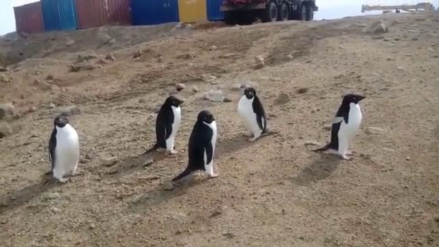 Антарктида пингвины.Antarctica penguins. смотреть онлайн