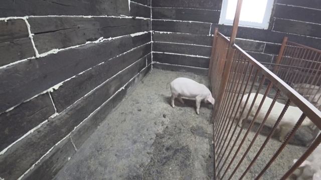 Свиньи Ферма Свиновода НсК смотреть онлайн