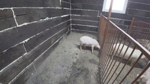 Свиньи Ферма Свиновода НсК