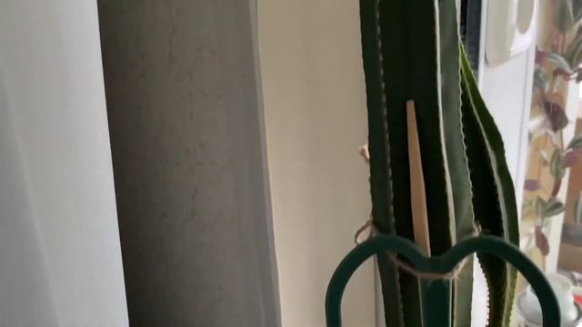 Мотивация. ? Мои домашние растения и уход за ними ?