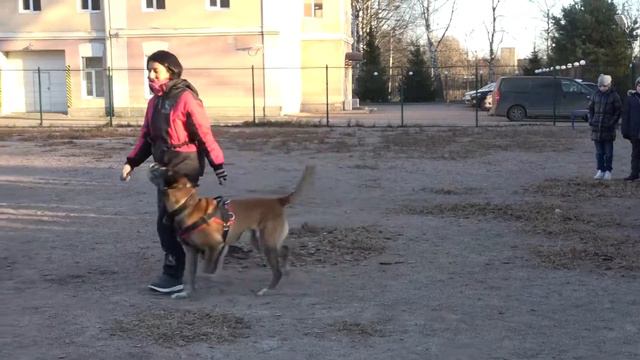 «Как воспитать друга». Полина Бакастова, Анна Синявина (11 лет). Медиацентр «School_Media»,г. Мурин
