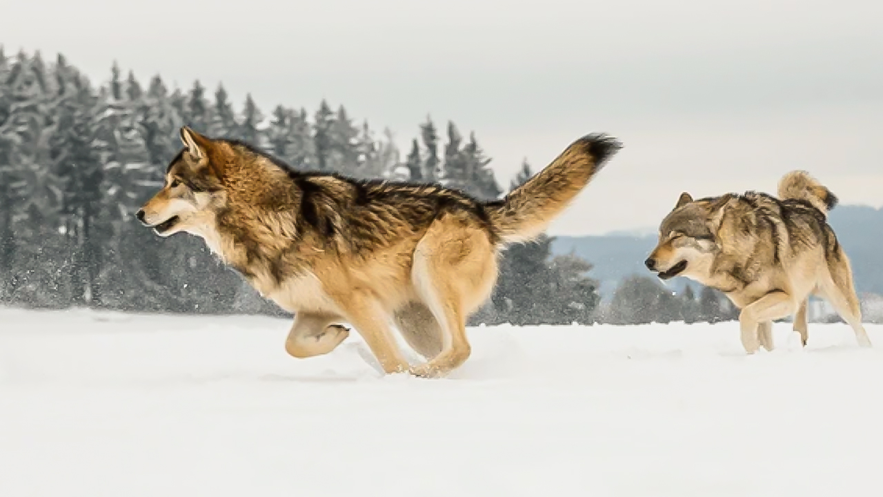 Боевой танец глухаря и волчья оборона: как звери защищают лес? | Все как у людей