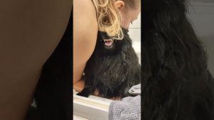 как проходят дрессировки агрессии у собак маленького размера🤗 #шпиц #дрессировка #питомцы #агрессия