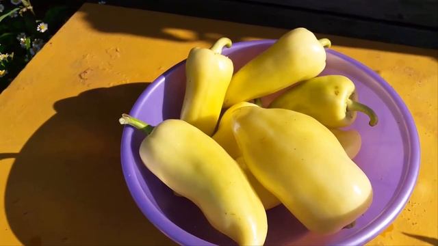 Перец высокоурожайный Хаски F1,рекомендую посадить смотреть онлайн