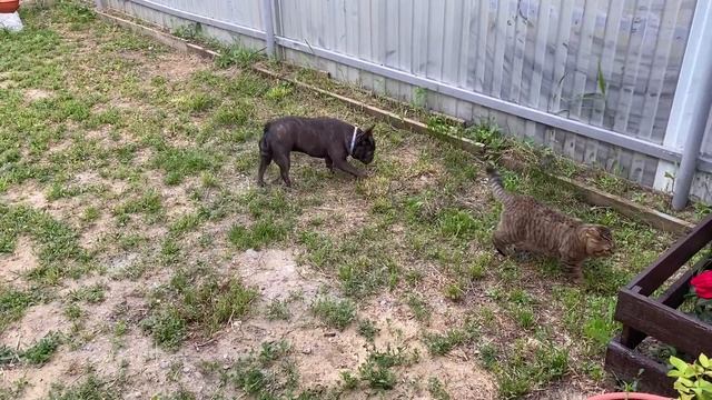 французская бульдожка МАСЯ и шотландский вислоухий МИТЯ не отстают от ПАПЫ смотреть онлайн