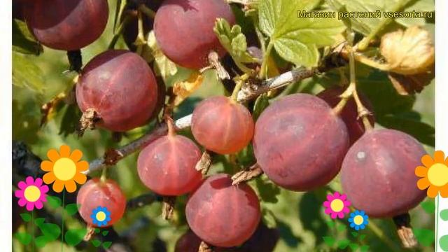 Крыжовник обыкновенный Красноплодный. Краткий обзор, описание ribes uva crispa Krasnoplodnyi