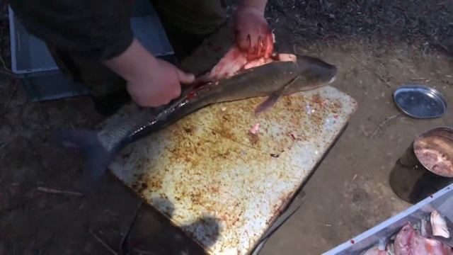 Подготовка жереха для балыка. смотреть онлайн