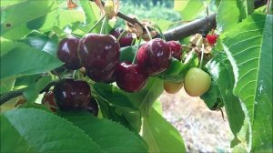 Early Lory & Sweet Early cherries Overview