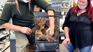 Мастер-класс с Florariumplants по созданию флорариума с растениями на основе террариума Repti Zoo.