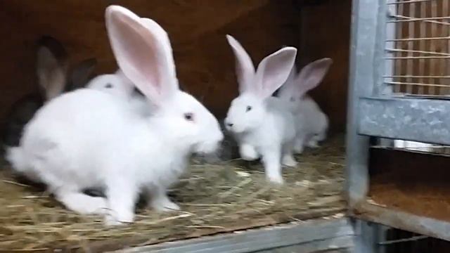 Крольчата породы Бельгийский великан окрас белый 2 мес смотреть онлайн