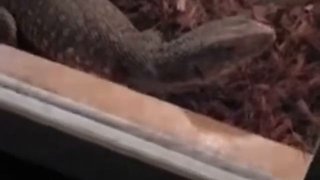 Капский варан кашляет((( смотреть онлайн