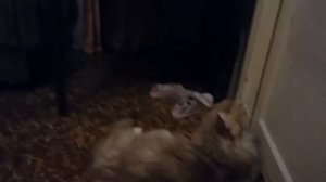 Мейн кун дерется с котами