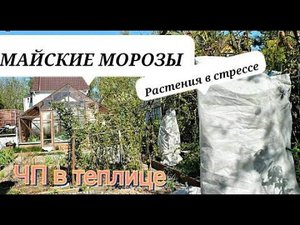 Три дня минус 6.Проснулась в  шоке ЧТО с  высаженной РАССАДОЙ.Какую температуру смогут выдержать