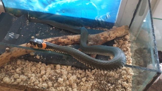 Кладка ужа смотреть онлайн