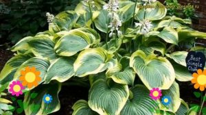 Хоста гибридная Эс энджел. Краткий обзор, описание характеристик hosta hybrida Earth Angel