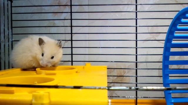 Хомяк кричит и скрипит на меня. КАКИЕ ЗВУКИ ИЗДАЮТ ХОМЯКИ